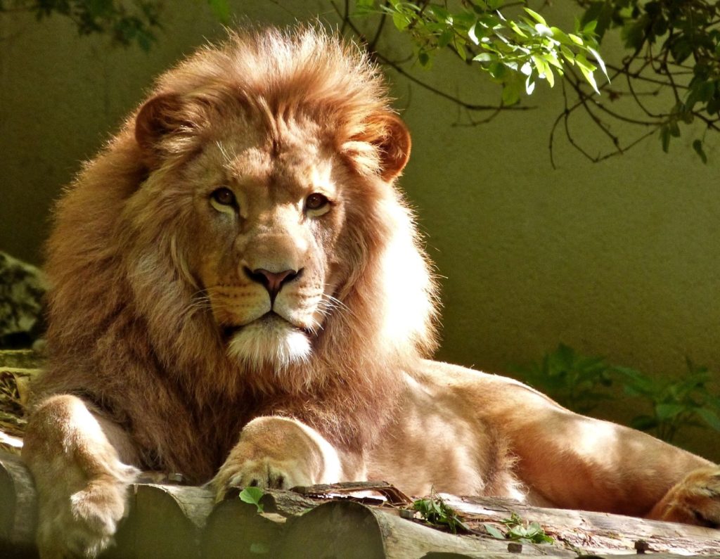 lion resting in enclosure