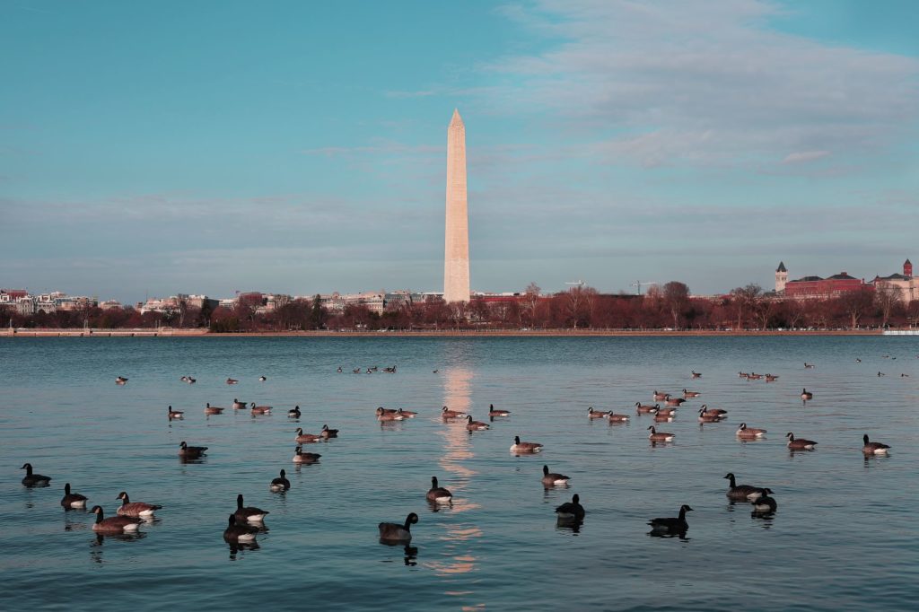 washington monument in front of lake with ducks